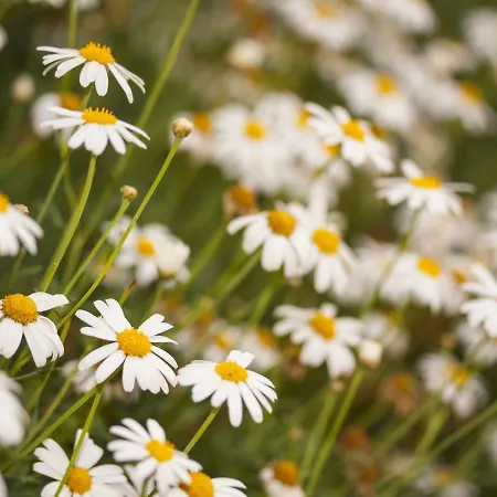 Retrovisiit Meida Palade