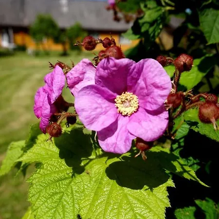 Retrovisiit Meida Vakantiehuis *