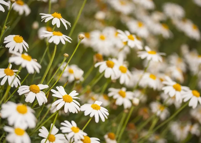 Retrovisiit Meida Palade