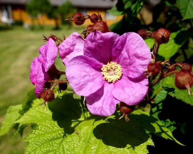 Retrovisiit Meida Vakantiehuis *